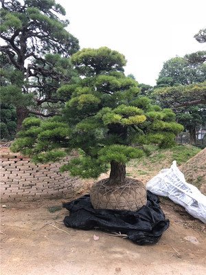 油松的盆景是如何栽培管理技術(shù)？