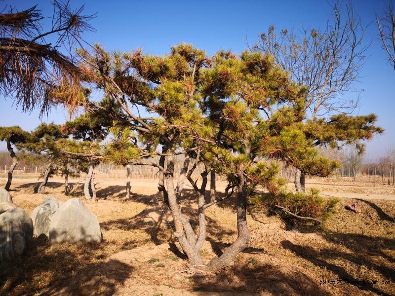 如何防止油松苗木挖取時(shí)不會(huì)受損？