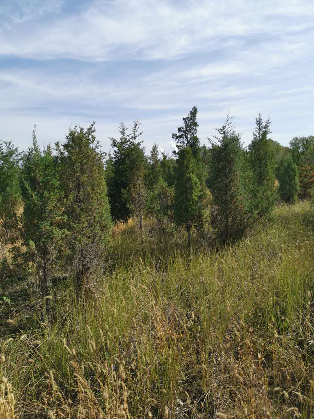 種植苗木前可以使用哪些方法進(jìn)行土壤消毒？