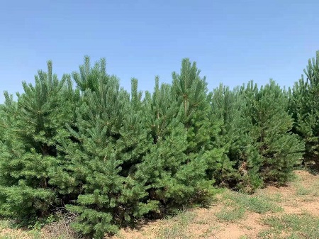 如何才能使造型油松盡早的開(kāi)花呢？