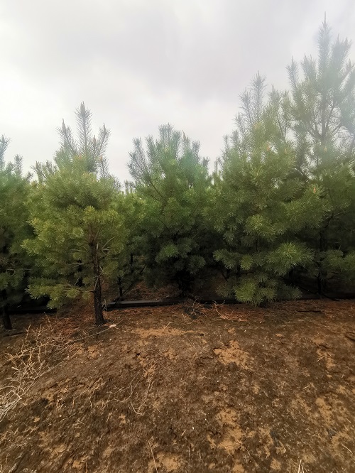  苗木的包裝和運輸你了解嗎？